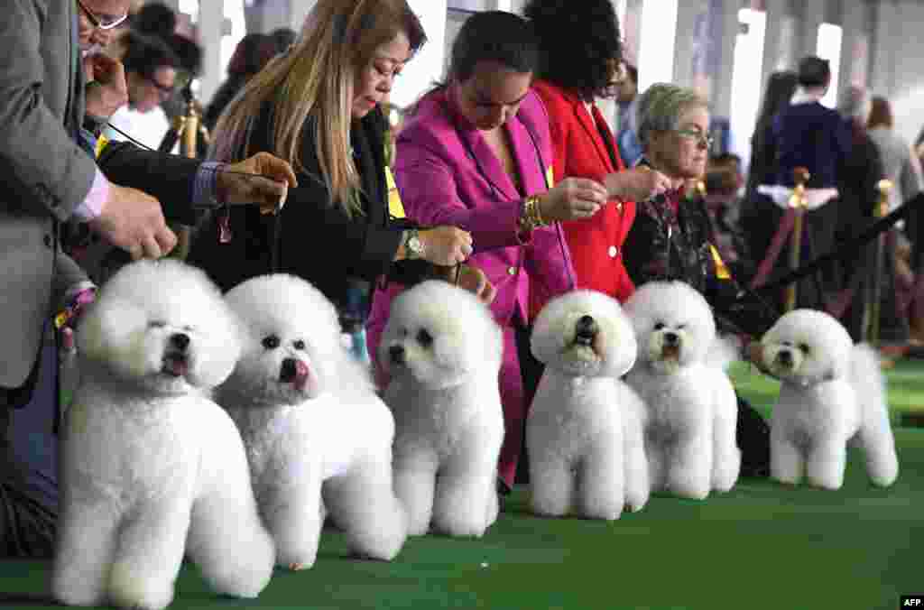 Bichon Frises gather in the judging ring during the Daytime Session in the Breed Judging across the Hound, Toy, Non-Sporting and Herding groups at the 143rd Annual Westminster Kennel Club Dog Show at Pier 92/94 in New York City, Feb.11, 2019.
