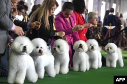 Bichons Frises gather in the judging ring during the Daytime Session in the Breed Judging across the Hound, Toy, Non-Sporting and Herding groups at the 143rd Annual Westminster Kennel Club Dog Show at Pier 92/94 in New York City on February 11, 2019.