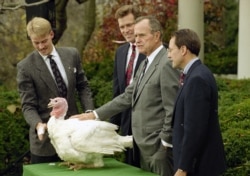 President George Bush pardons the turkey at The White House, November 24, 1992.