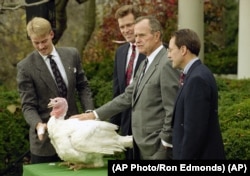 President George Bush pardons the turkey at The White House, November 24, 1992.(AP Photo/Ron Edmonds)