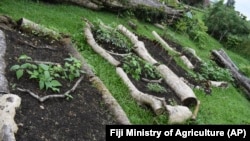 Fiji's Ministry of Agriculture shows a vegetable garden at the Suva Christian School in Suva, Fiji, photo taken in July 2020 (Fiji Ministry of Agriculture via AP)
