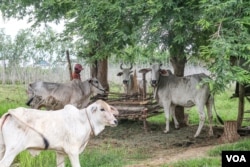 Sum Pha tends to his four cows during a late afternoon after having worked in the rice field, in a remote village of Battambang province. (Khan Sokummono/VOA Khmer)