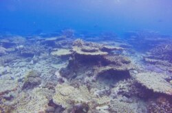 ARC Centre of Excellence Coral Reef Studies melaporkan kerusakan di Great Barrier Reef, 14 Oktober 2020. (Foto:ARC Centre of Excellence Coral Reef Studies via AFP)