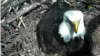 Bald Eagles Hatch on Live Streaming