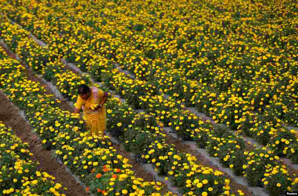 A farmer plucks marigold flowers from a field in Manchar village in the western state of Maharashtra, India, Nov. 16, 2016.