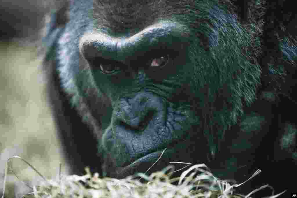 Colo, a Western Gorilla, rests in her enclosure at the Columbus Zoo in Columbus, Ohio.