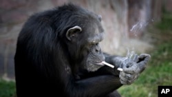 지난 19일 북한 평양 중앙동물원의 침팬지가 담배를 피우고 있다,