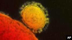 El misterioso virus del MERS ha infectado a cientos de personas en Oriente Medio.