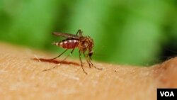 Semprotan nyamuk yang mengandung DEET, ternyata tidak menjamin Anda kebal dari gigitan nyamuk.