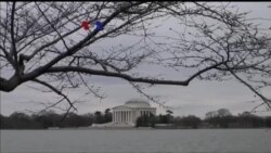 Bunga Sakura Kembali Berkembang di Washington DC