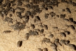 Mice scurry around stored grain on a farm near Tottenham, Australia, on May 19, 2021.