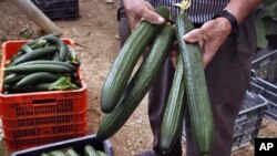 A farm worker holds cucumbers in a greenhouse in Algarrobo, near Malaga, southern Spain, May 31, 2011