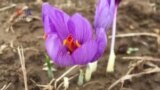 Climate Change Affecting Saffron Farming in Kashmir