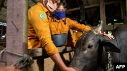 Dua siswa sekolah kejuruan pertanian di Banda Aceh sedang praktek memberi makan ternak, 21 Juli 2020. (Foto: AFP)
