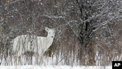 A white white-tailed deer looks up while feeding at the former Seneca Army Depot where there is a herd of rare white white-tailed deer, in Romulus, N.Y., Feb. 27, 2007. Seneca White Deer Inc. is fighting to save the habitat of the world's largest herd of rare white white-tailed deer living within the fenced-in former Seneca Army Depot in upstate New York, where developers want to build an ethanol facility, a biomass power plant and farm up to 4,500 acres of willows. (AP/David Duprey)
