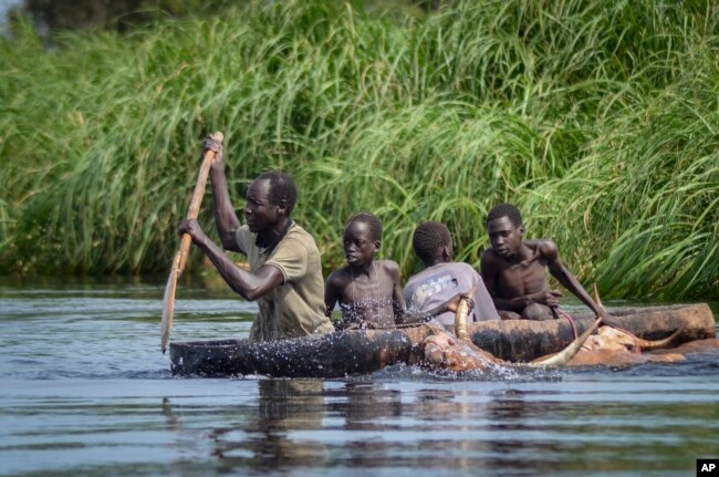 FILE - A father and his sons transport cows from a flooded area to drier ground using a dugout canoe, in Old Fangak county, Jonglei state, South Sudan on Nov. 25, 2020. (AP Photo/Maura Ajak, File)