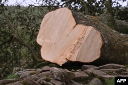 The felled Sycamore Gap tree lies behind a police cordon along Hadrian's Wall near Hexham, England, on Sept. 28, 2023.