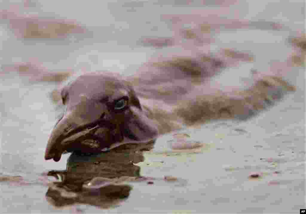 June 3: A sea bird is mired in oil on the beach at East Grand Terre Island along the Louisiana coast. Oil from the Deepwater Horizon has affected wildlife throughout the entire Gulf of Mexico. (AP Photo)