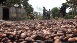 Արևմտյան երկրներն ահազանգում են Փղոսկրի Ափում կակաոյի ֆերմաներում երեխաներին աշխատացնելու մասին