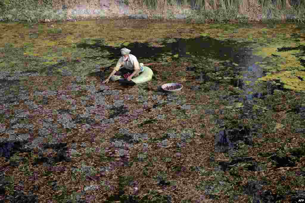 인도 잘란다르 외곽에서 농부가 마름(수생 식물의 하나)을 채취하고 있다.&nbsp;