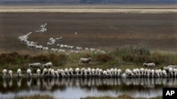 FILE - A flock of sheep drink from a dam at the edge of the dried-up Lake George, about 250 kilometers southwest of Sydney, Australia, on Tuesday, March 3, 2015. (AP Photo/Rob Griffith)