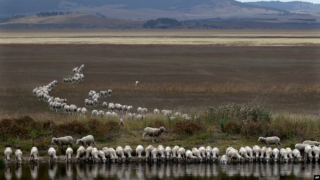 FILE - A flock of sheep drink from a dam at the edge of the dried-up Lake George, about 250 kilometers (155 miles) southwest of Sydney, Australia, on March 3, 2015. Australian researchers have developed technology to produce water from hot air. 