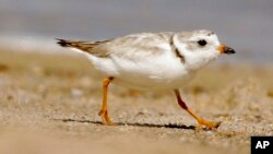 El chorlo playero está en el centro de una disputa legal por la recuperación de una playa, su habitat, en Nueva York.