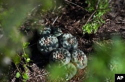 Peyote grows in the wild on the 605 acres of land run by the Indigenous Peyote Conservation Initiative, which is led by several members of the Native American Church, in Hebbronville, Texas, March 26, 2024.