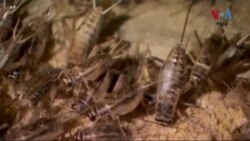 د ډیوه ریډیو د روانو چارو خپرونه په ټي وي