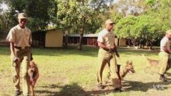 Botswana Rangers Use Trained Dogs to Crack Down on Poachers