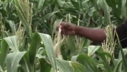 Drought-Hit Zimbabwe Farmers Look to Science to Save Crops