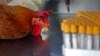 WHO: Dòng vi rút cúm gà mới ở Trung Quốc rất độc hại