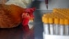 香港确诊首宗人类感染H7N9禽流感个案