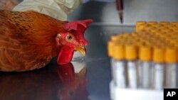지난 4월 중국 홍콩에서 조류독감 검사를 위해 닭의 혈액 샘풀을 채취하고 있다. (자료사진)