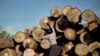 မြန်မာ့သစ်တော ပြုန်းတီးမှုနဲ့ ပြန်လည်ထိန်းသိမ်းရေး