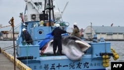 ၂၀၁၉ ဇူလိုင်လ ၁ ရက်နေ့တွင် ဂျပန်ငါးဖမ်းသင်္ဘောမှ Minke ဝေလငါးဖမ်းမိစဉ် 