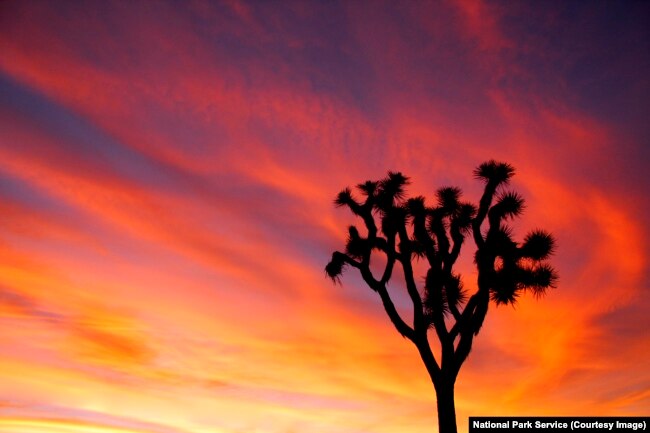 Sunset at Joshua Tree National Park