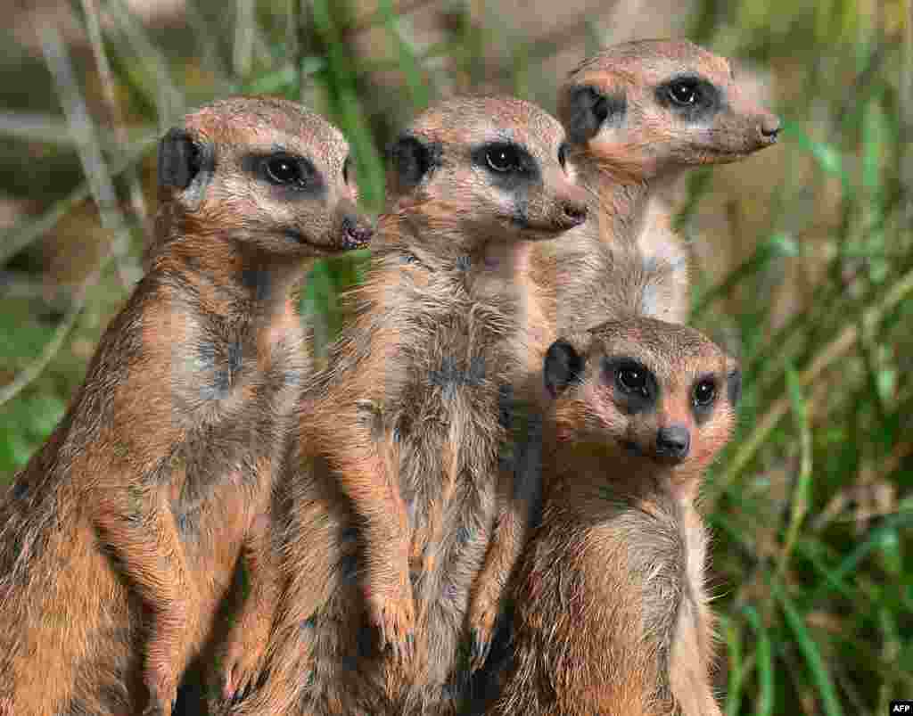 Những con chồn Meerkats trong vườn thú Erfurt ở Đức ngắm các du khách. 