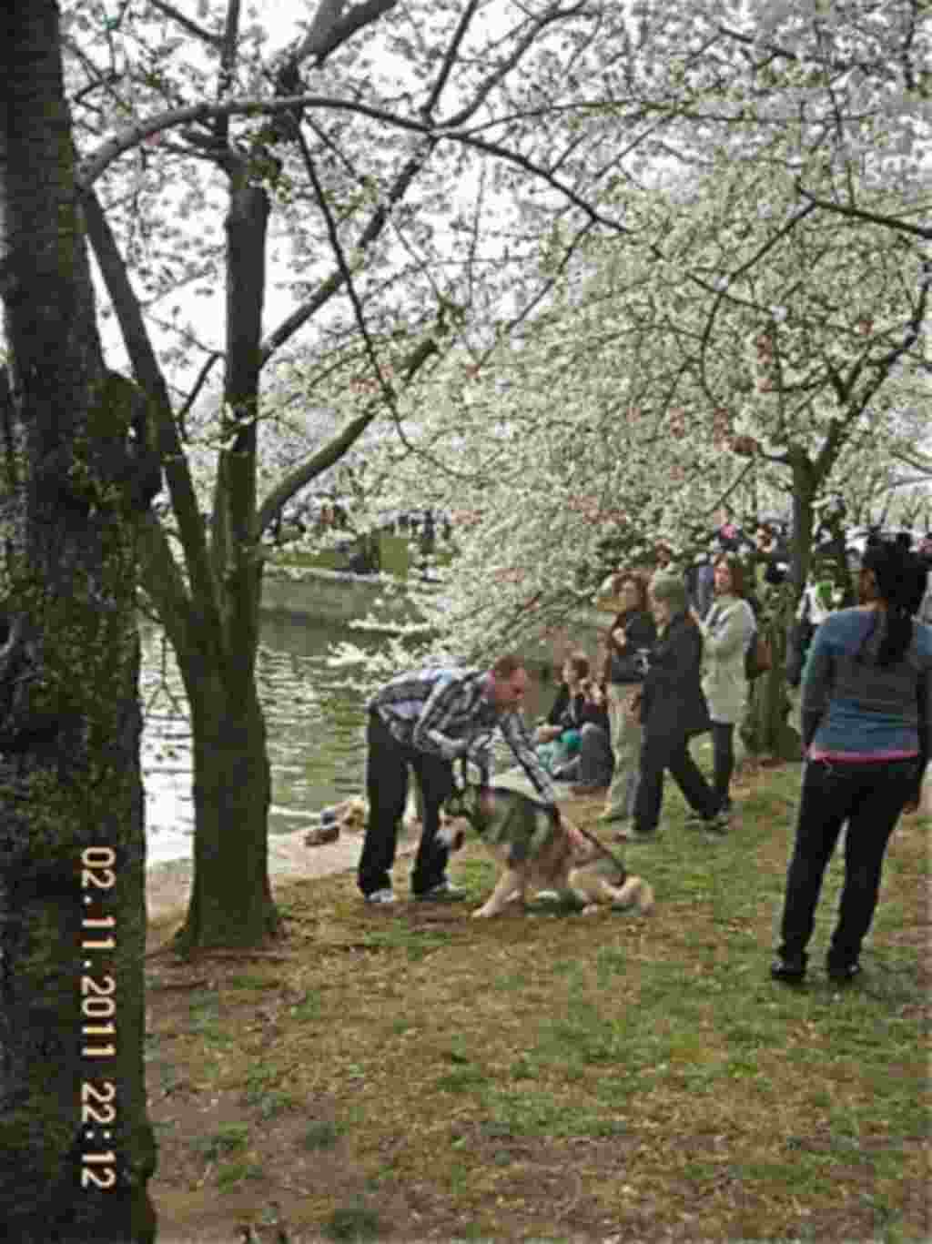 فستیوال شکوفه های گیلاس در واشنگتن ۲۰۱۱