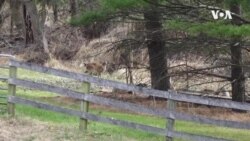 Large Numbers of White-tailed Deer in U.S. Getting Infected With Novel Coronavirus