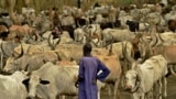 FILE - A Dinka man stands at a cattle camp in Toch, Warrap state, South Sudan, April 24, 2016.