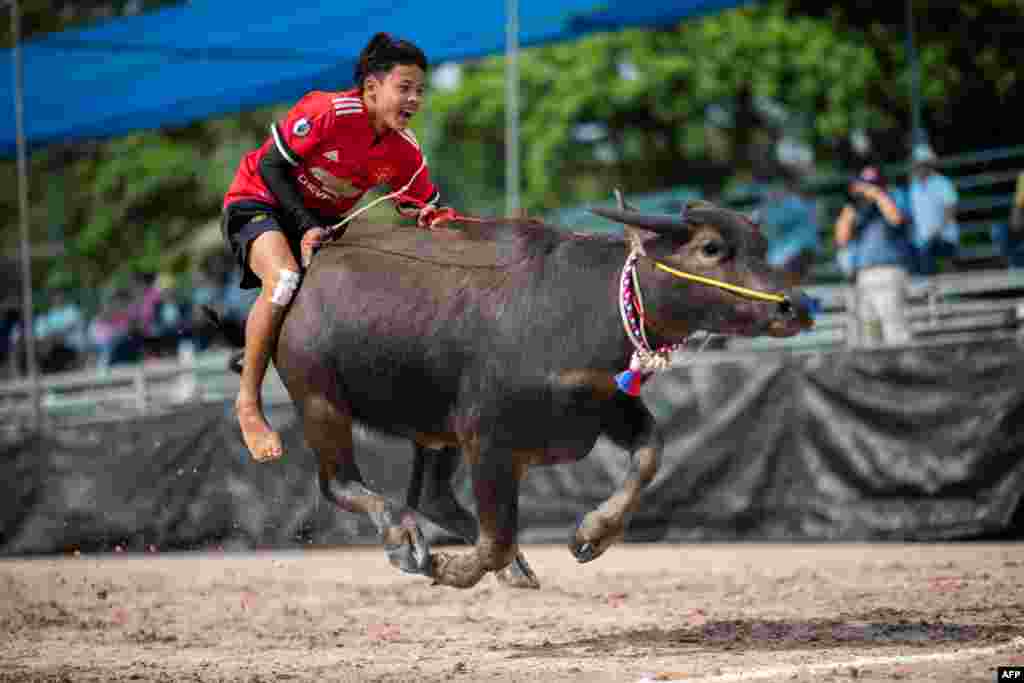 A jockey rides a buffalo during the annual buffalo races in Chon Buri, Thailand.