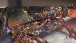 Maine Lobster A Delicacy on Chinese Tables