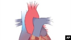 In contrast to the adult mouse heart that heals by scar formation, the newborn heart heals by complete regeneration within three weeks after injury.