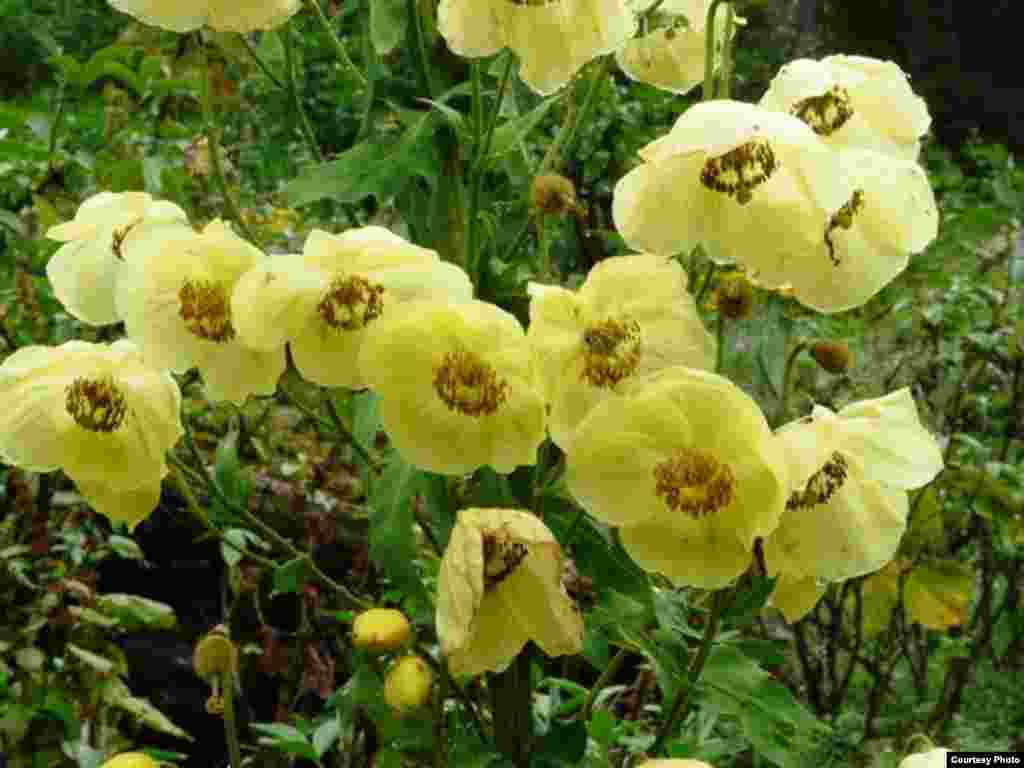 Meconopsis autumnalis. Common Name: Nepalese Autumn Poppy. This rare poppy is found between 3,000 and 4,000 meters in the mountains of Nepal. (Photo: Paul Egan)