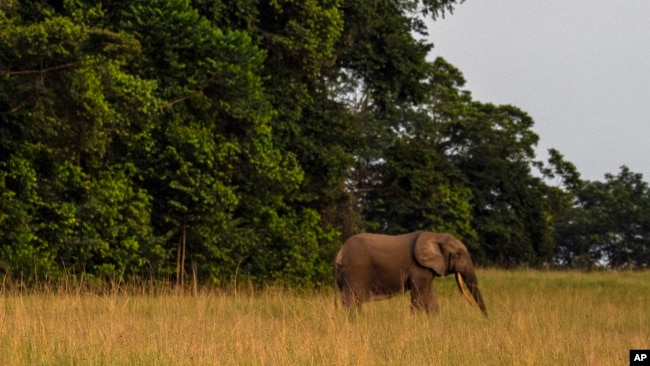 A forest elephant steps out of the forest in Gabon's Pongara National Park forest, on March 12, 2020. (AP Photo/Jerome Delay)