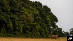 FILE - A forest elephant steps out of the forest in Gabon's Pongara National Park forest, on March 12, 2020. (AP Photo/Jerome Delay)