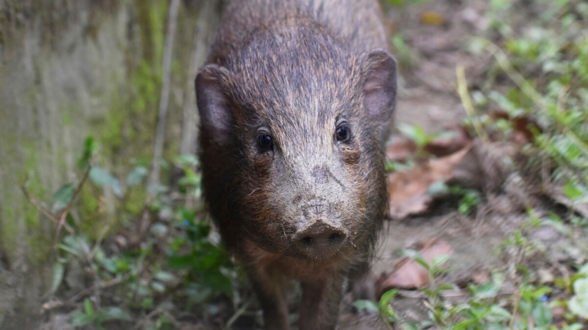 Virus Lockdown for World’s Rarest Wild Pigs