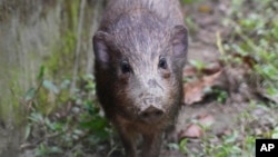 This undated photo provided by the Durrell Wildlife Conservation Trust in July 2020 shows an adult male pygmy hog in India. (Parag Deka/Durrell Wildlife Conservation Trust via AP)