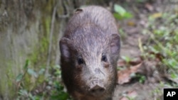 Pygmy Hog Virus Lockdown